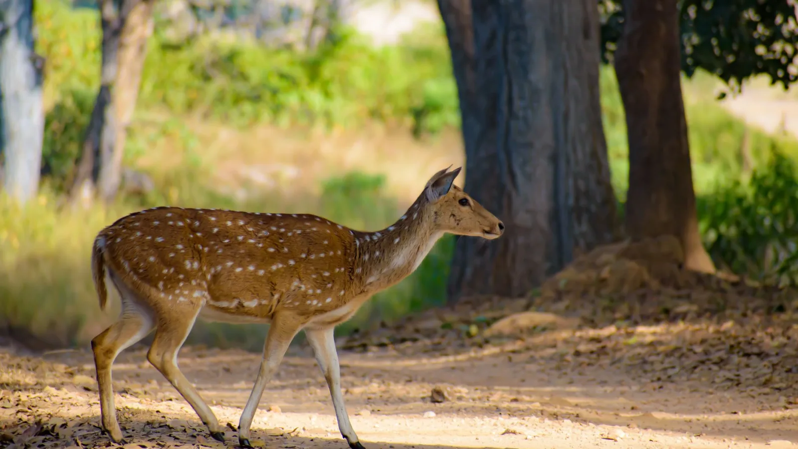Betla National Park