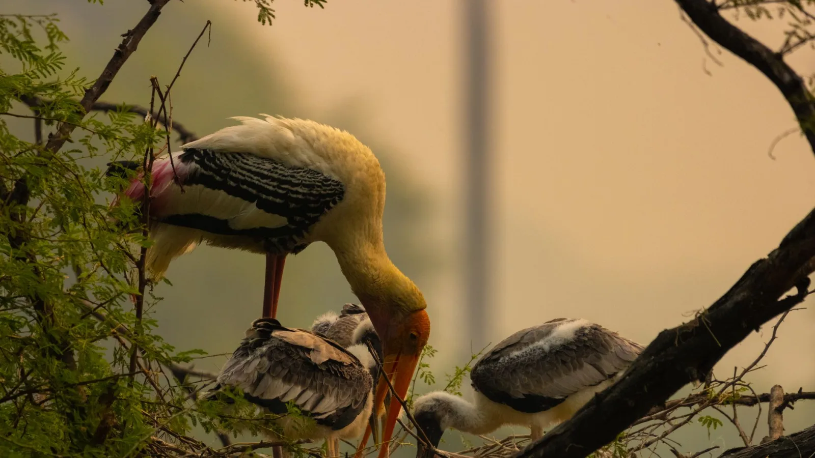 Bharatpur